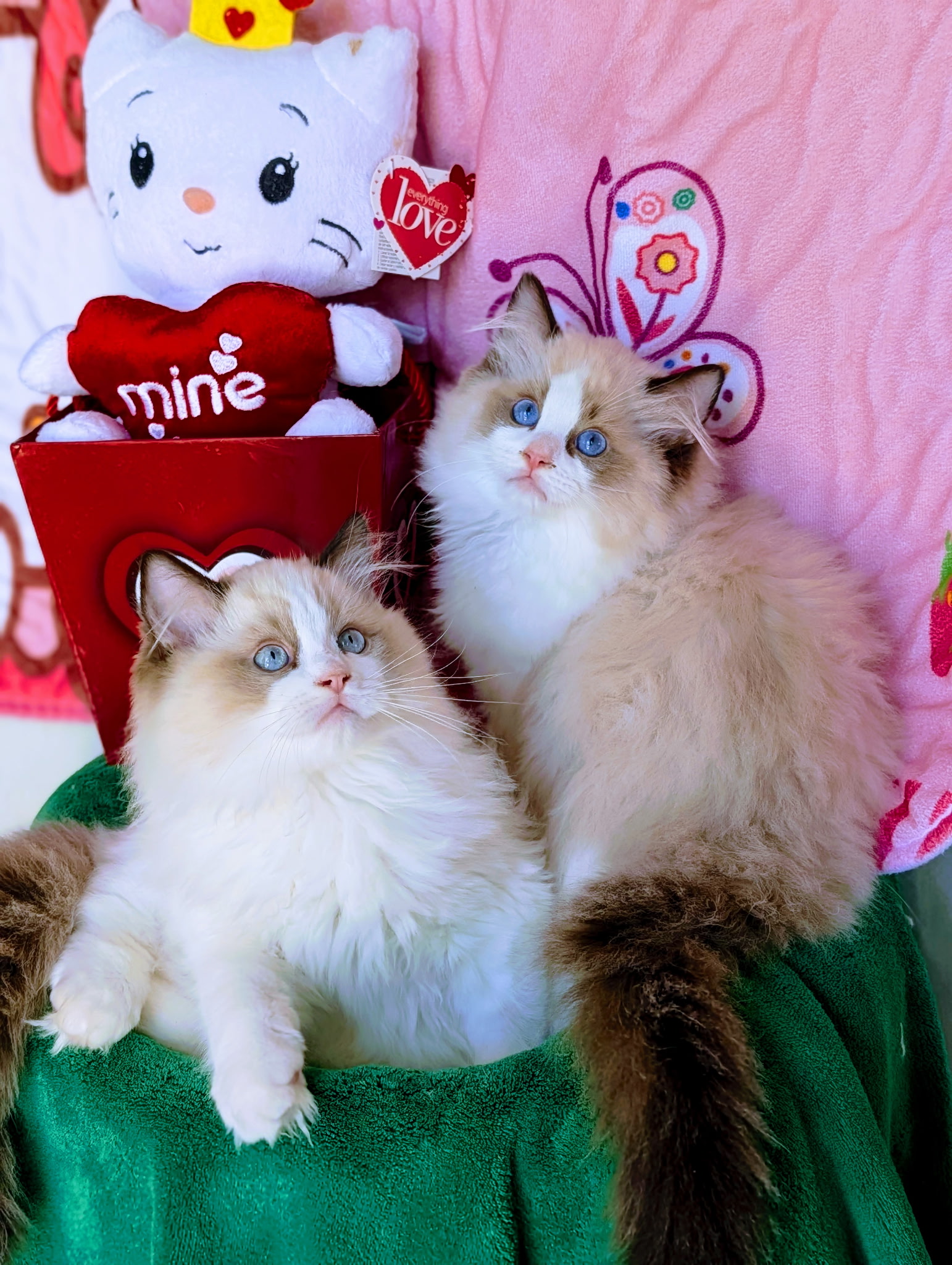 Ragdoll Breeder | Florida - Simonsezz Ragdolls