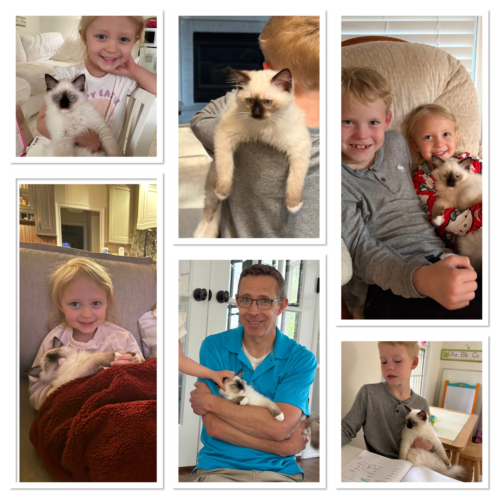 Simonsezz Ragdolls’ Testimonials | Simonsezz Ragdolls