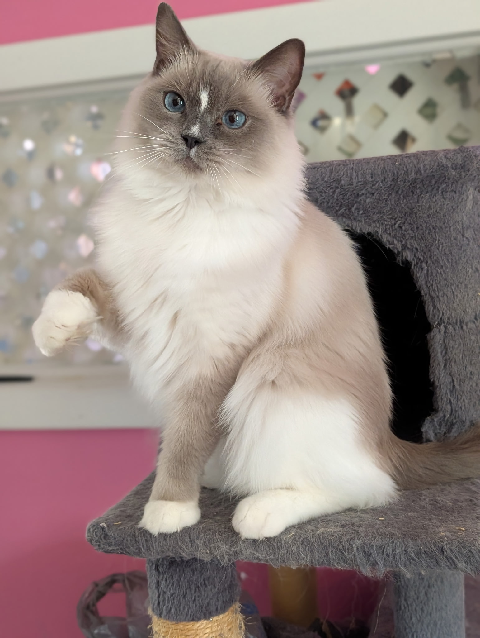 Ragdolls for Sale | Simonsezz Ragdolls
