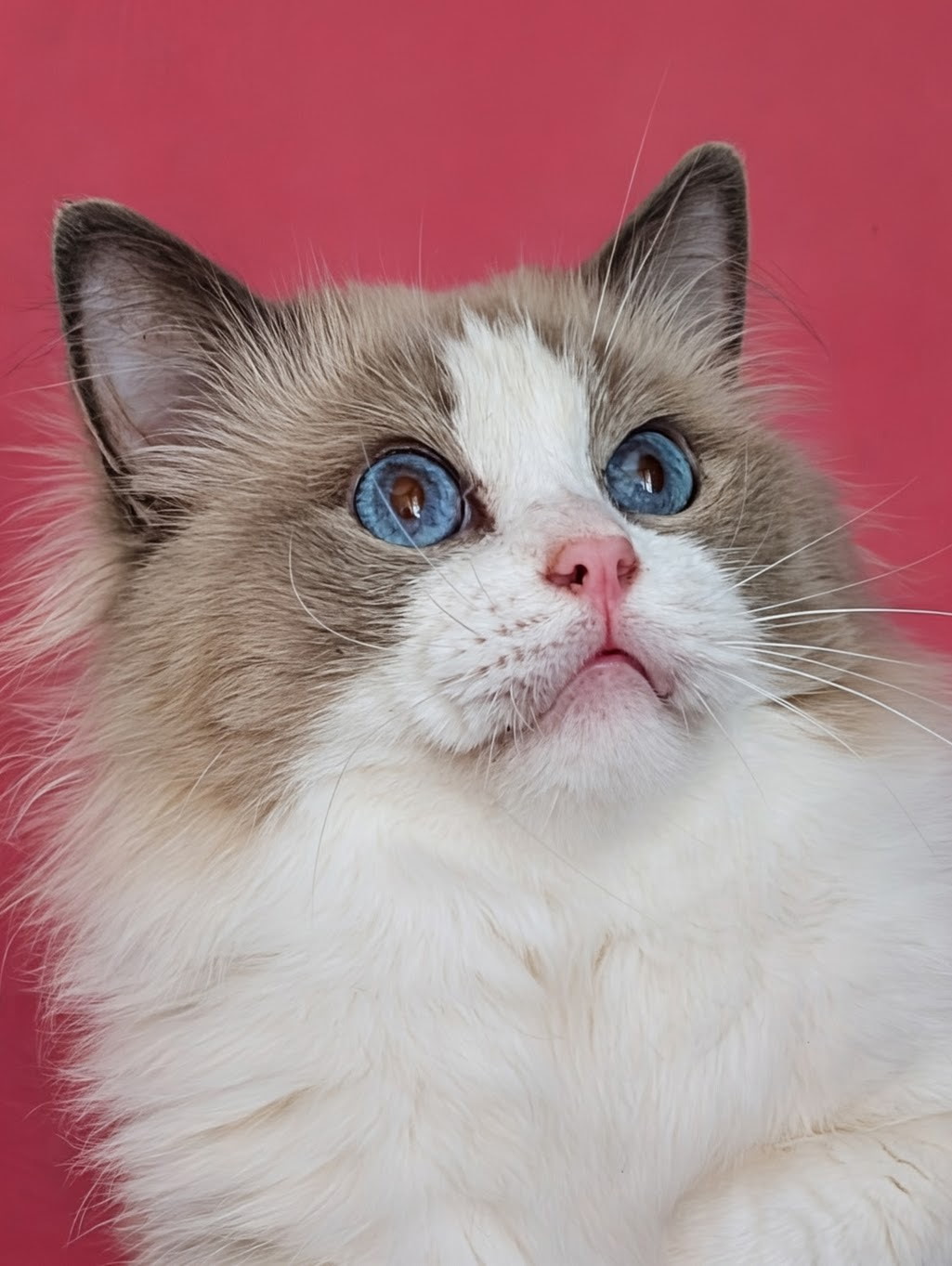 Ragdolls for Sale | Simonsezz Ragdolls