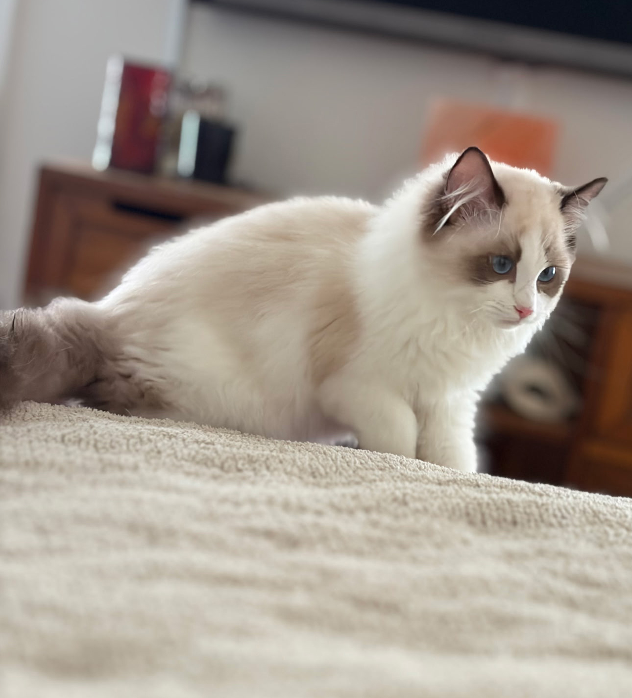 Simonsezz Ragdolls’ Testimonials | Simonsezz Ragdolls