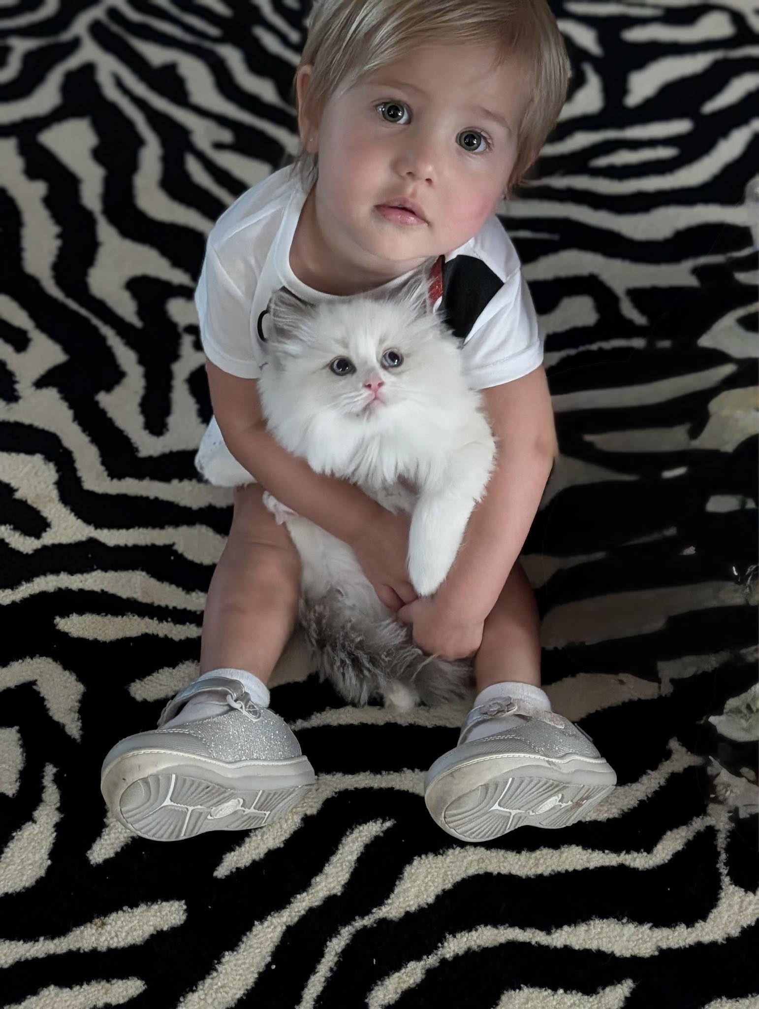Simonsezz Ragdolls’ Testimonials | Simonsezz Ragdolls