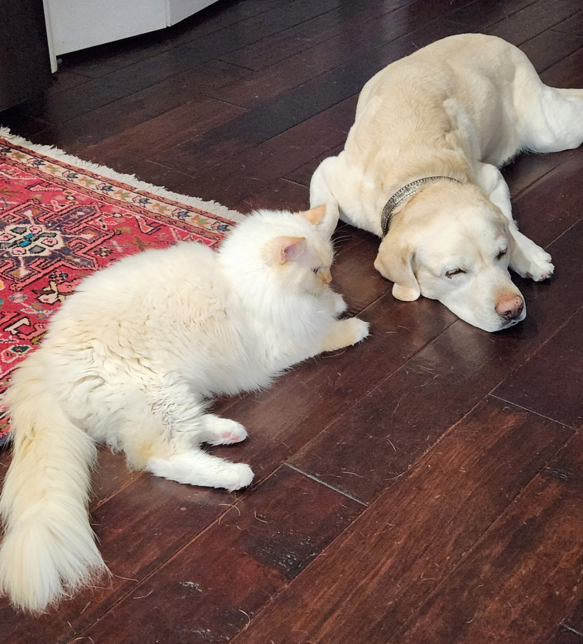 Ragdoll Breeder | Florida - Simonsezz Ragdolls