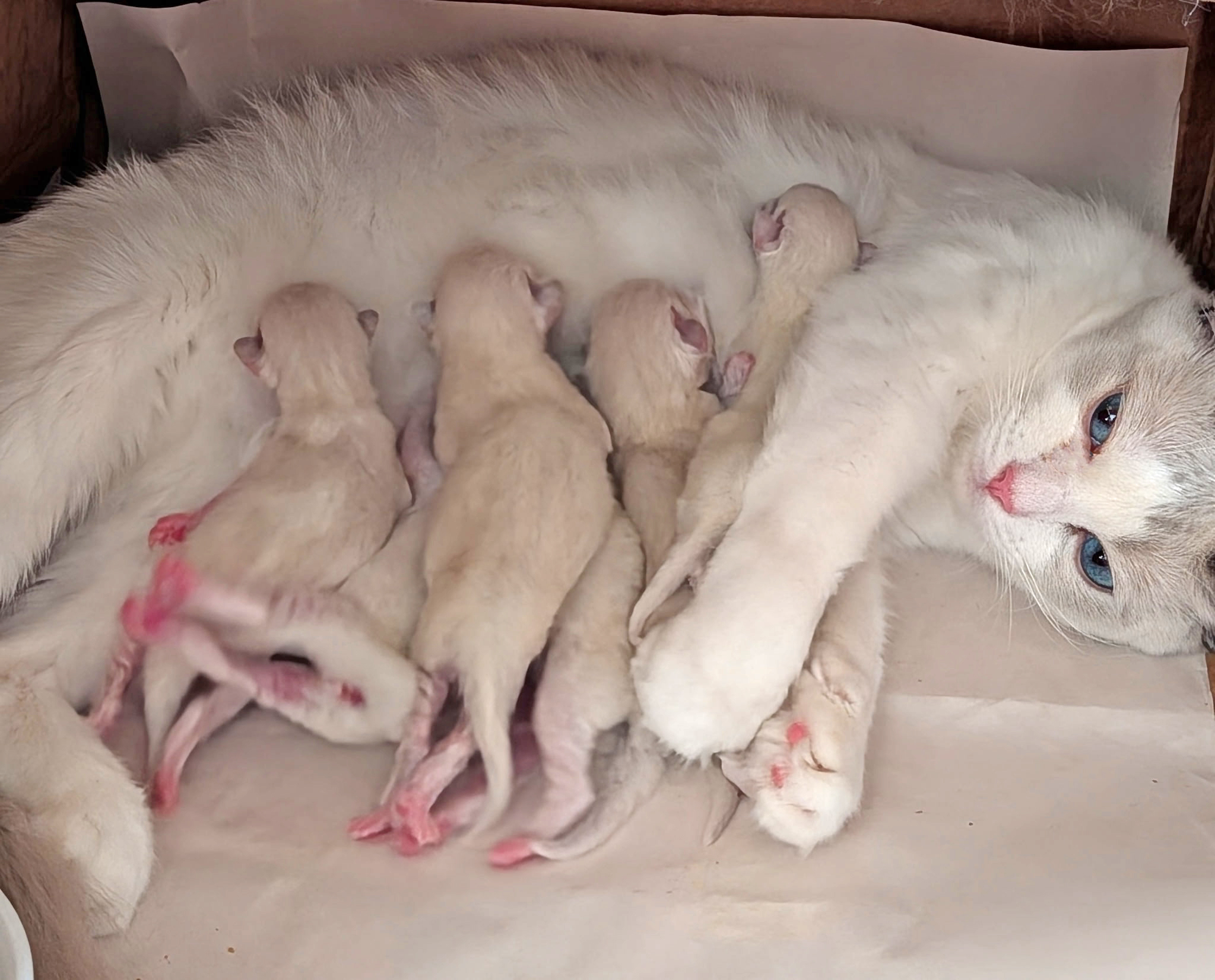 Ragdolls for Sale | Simonsezz Ragdolls