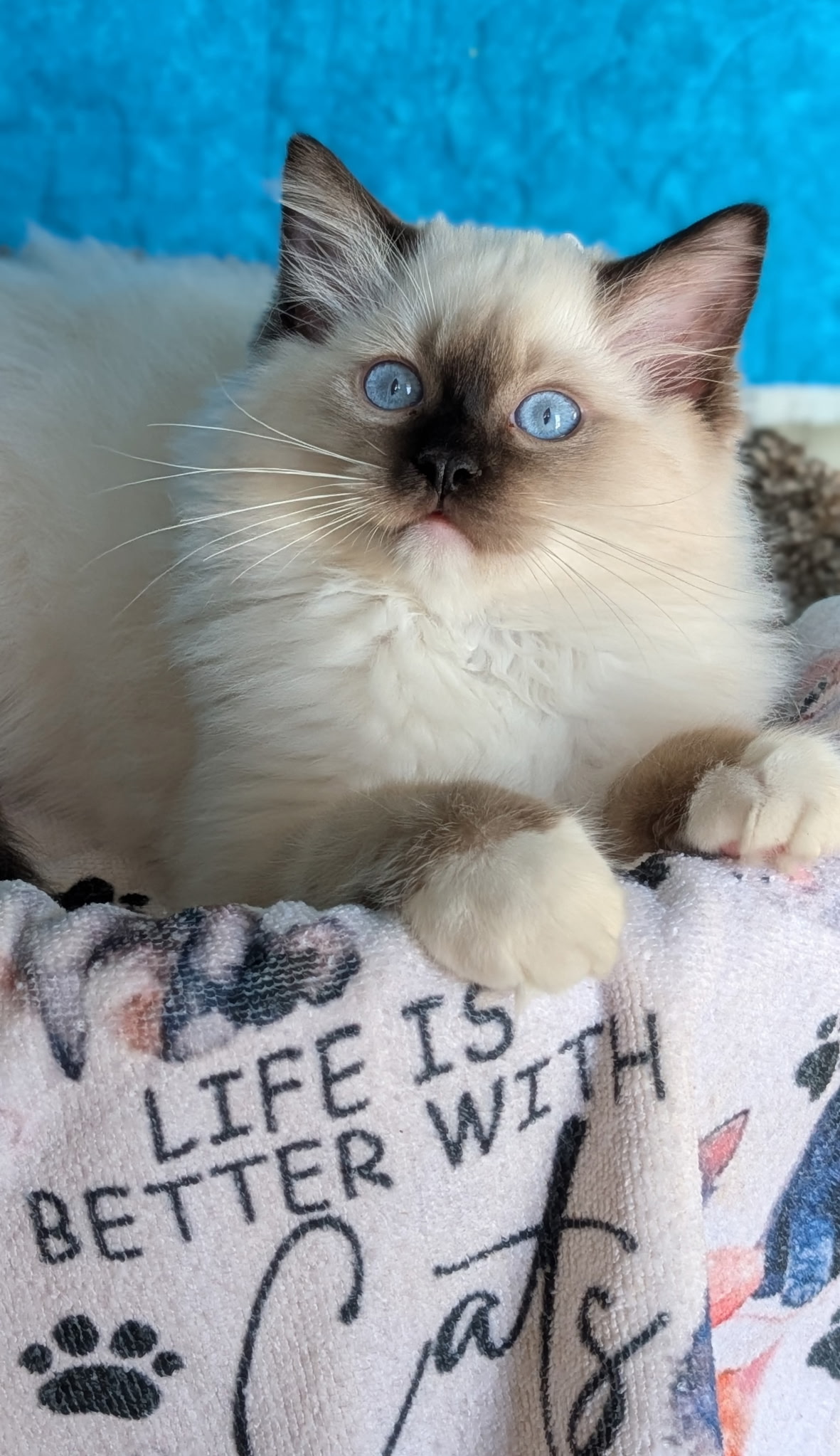 Ragdoll Breeder | Florida - Simonsezz Ragdolls