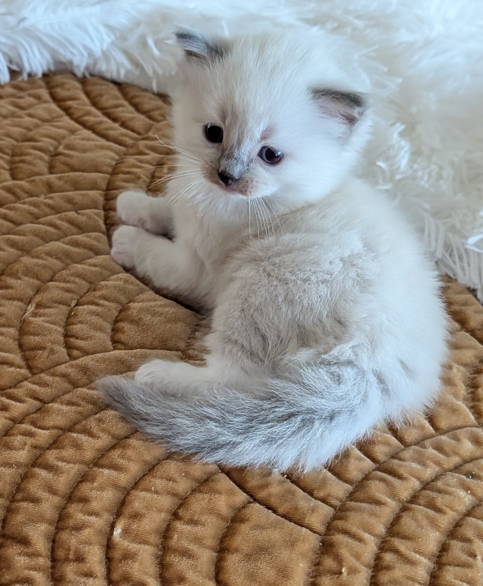 Ragdolls for Sale | Simonsezz Ragdolls